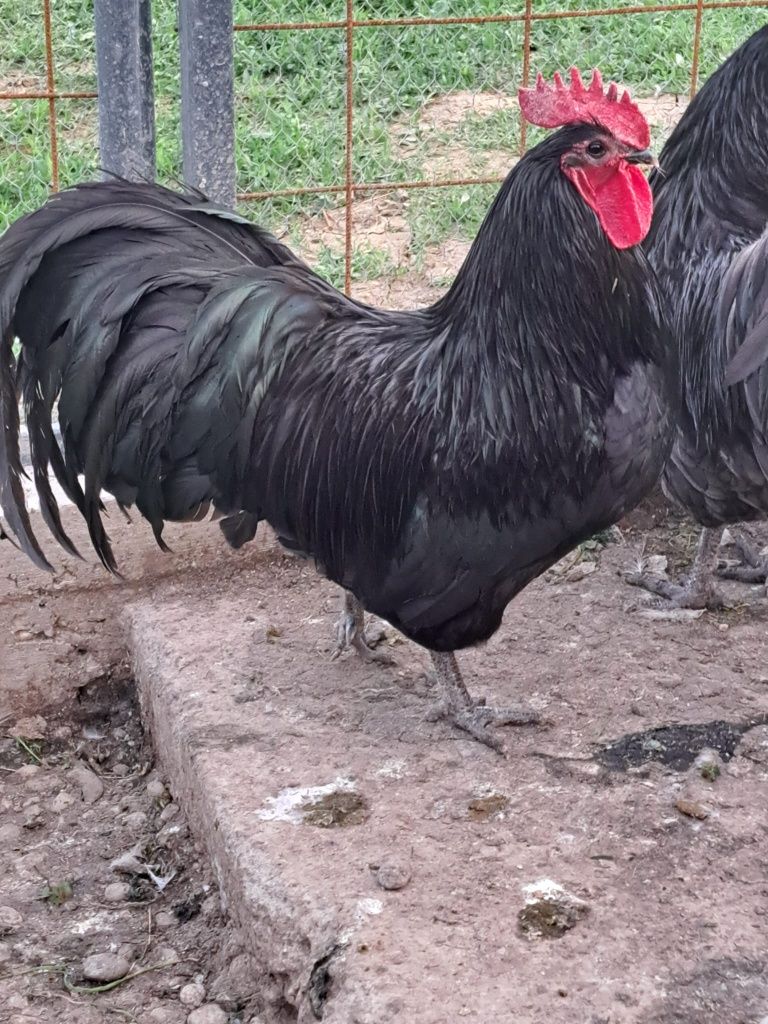 Vând ouă pt incubat