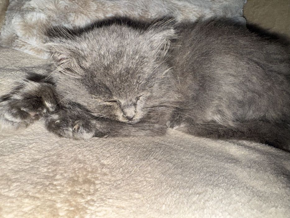 Британска дългокосместа котка