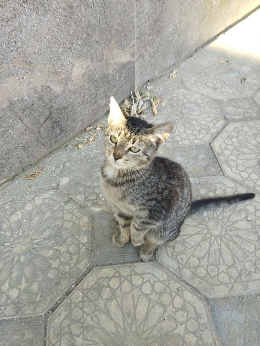 Отдам в добрые руки