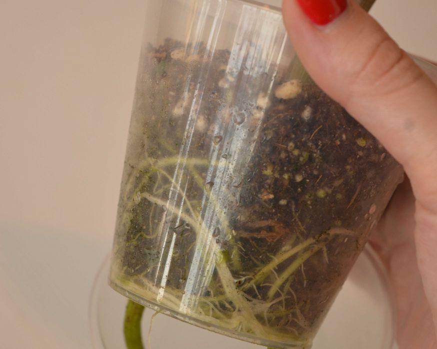 Распродажа коллекции Алоказия Скальптрум (Scalprum)