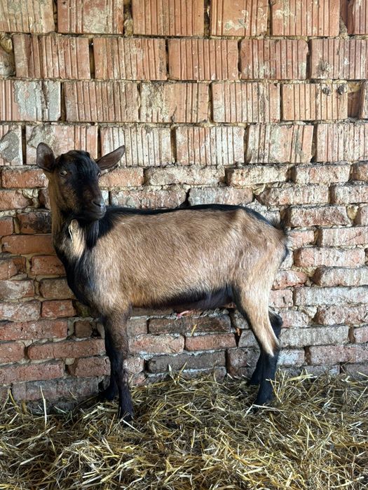 Tap Alpin cu saanen !