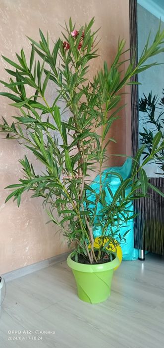 Домашние цветы .