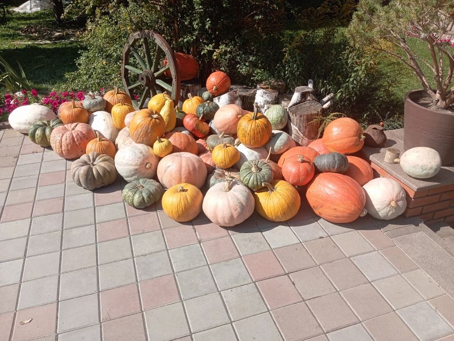 Тыква разных сортов , видов, вкусов  и размеров! от 50 грамм до 50 кил