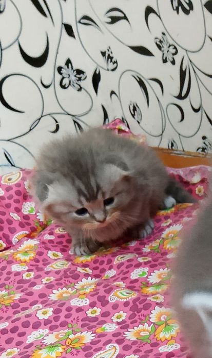 Продам котят породы