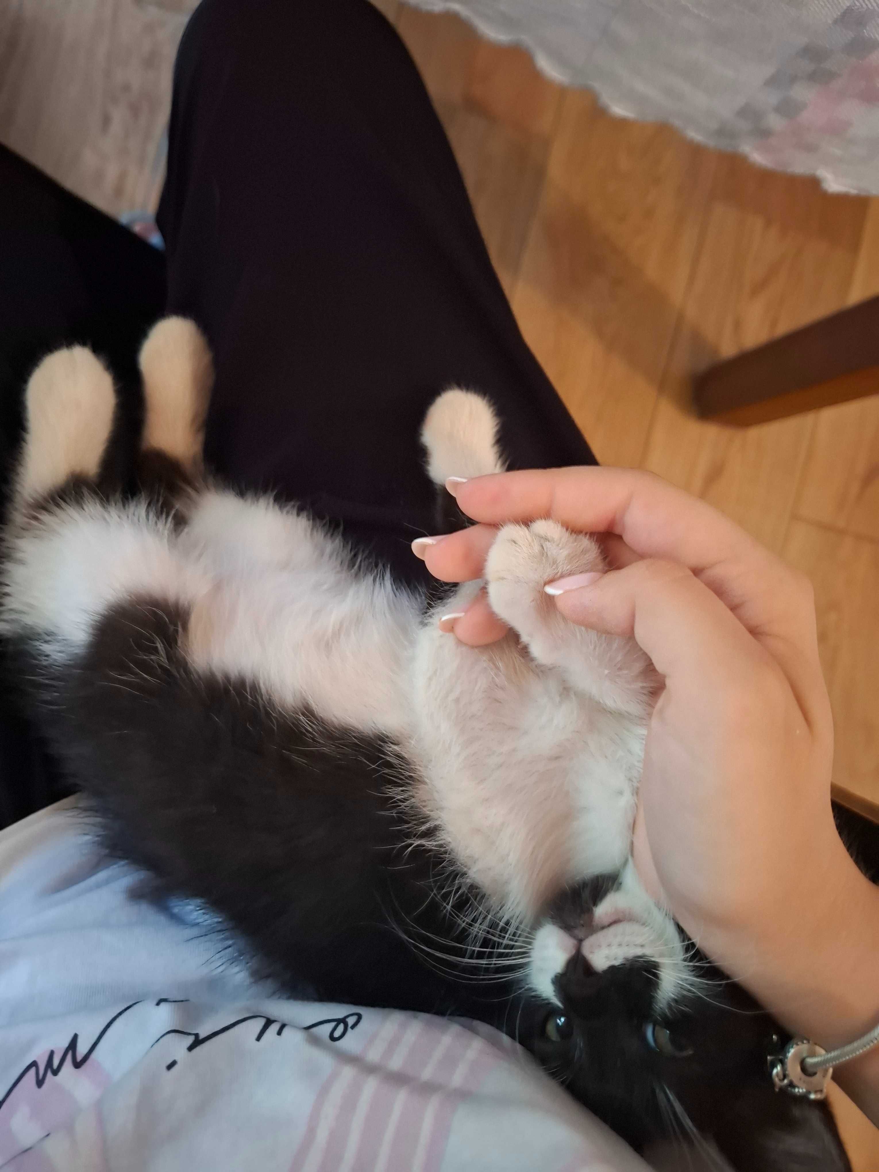 Pisicuța Simba și motănelul Zoro își caută familii iubitoare