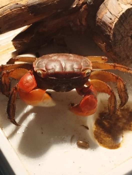 Мангровые  крабы