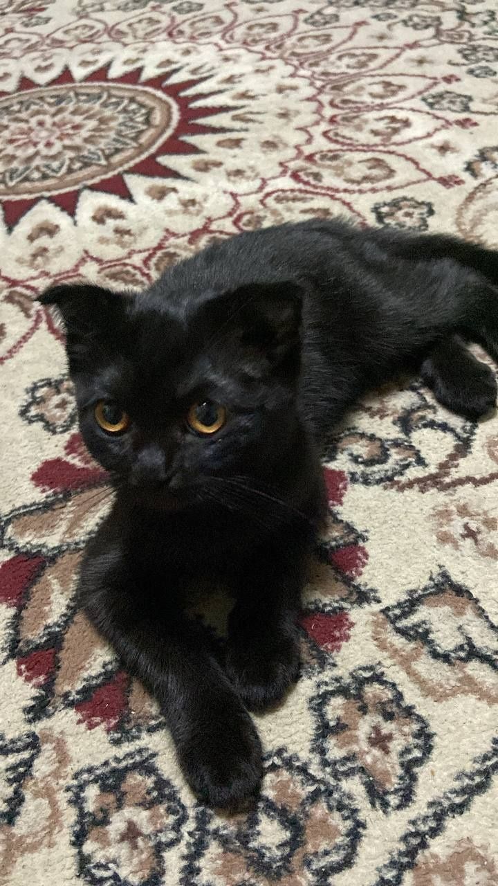 Mushuk sotiladi ayol zotdor mushuk