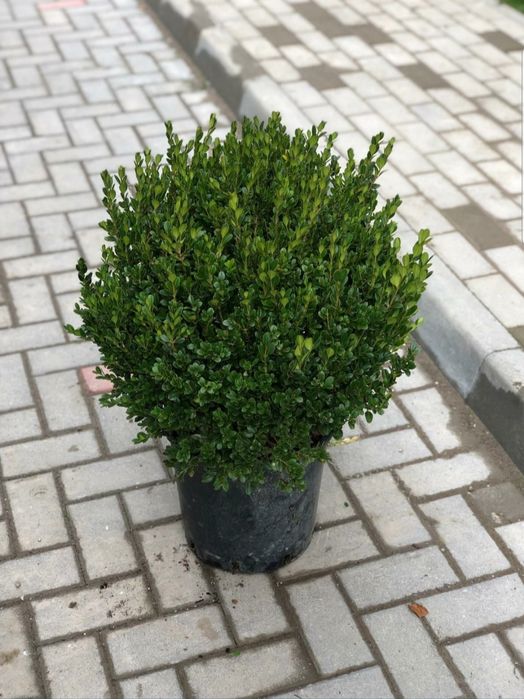 Tuia smaragd și leylandii la înălțimea de 2.5-4m