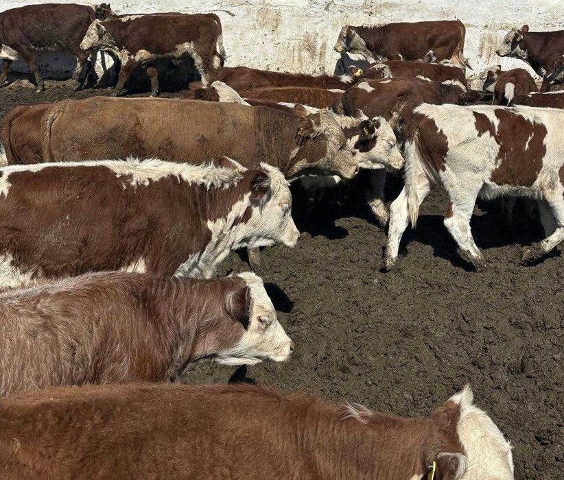 Продам Бычки на мясо, годовалые