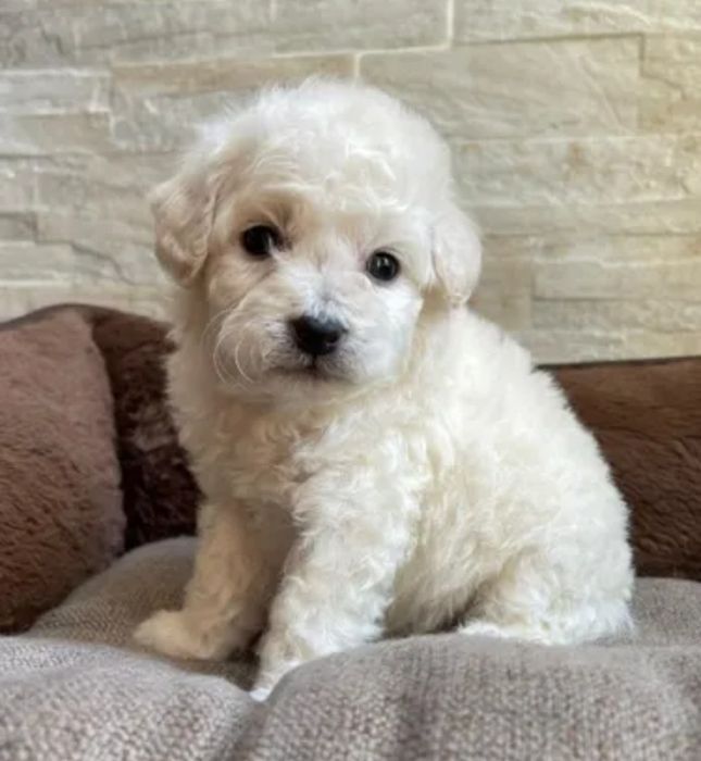 Bichon frise  850 lei