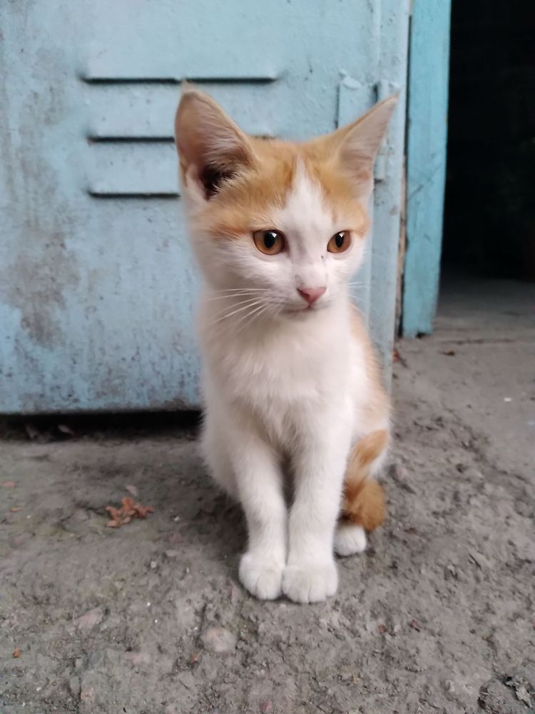 Котят отдадим в добрые руки