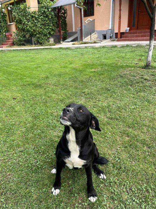 Cățeluşă pentru adopție