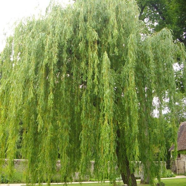Salcie pletoasa ( salix babilonica ) 4 - 5m, plangatoare - curgatoare