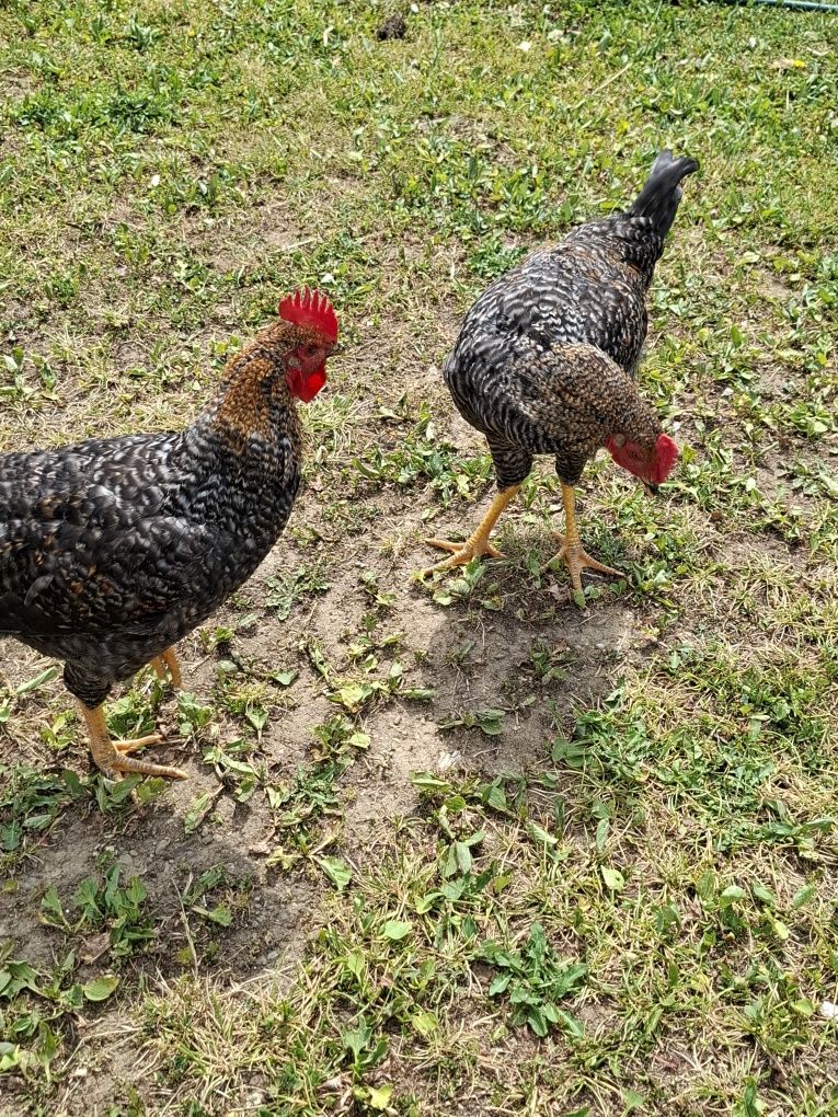 Cocoși rasă comună