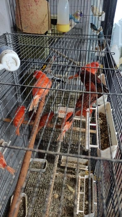 Canari și cănărițe