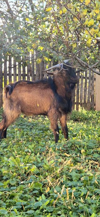 Oferta!!! Țap Alpin Francez-850 leii