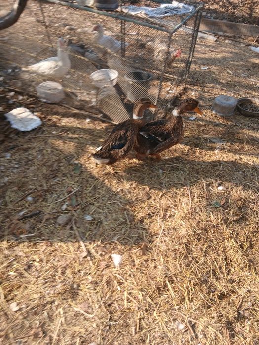 Продаётся индаутка и утка