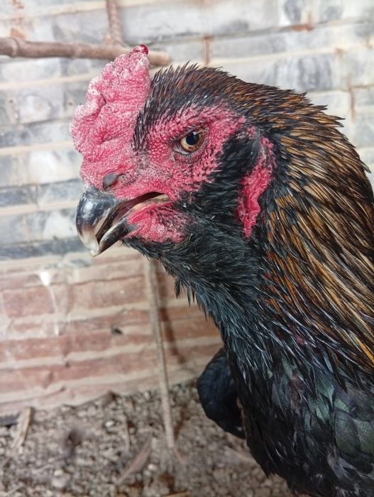 Бразильский соколик хуроз сотилади