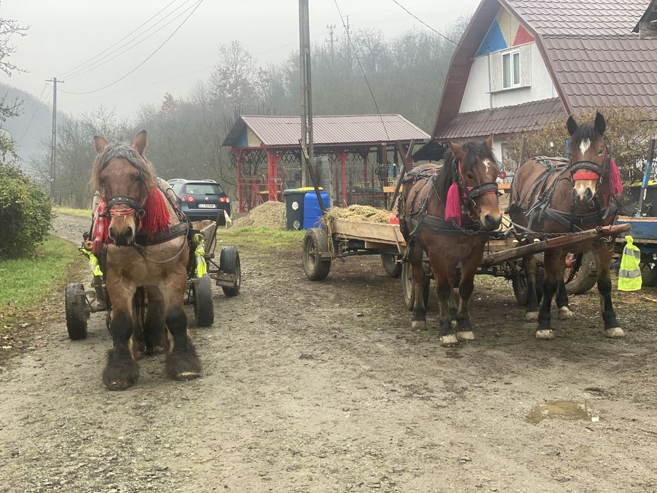 Vand cal de 7 ani sau schimb