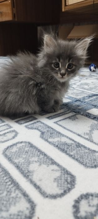 Отдаются котята в добрые руки!