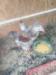 Pereche   puii brahma