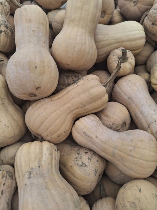 Dovleci plăcintari Matilda si Samson