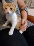 Adoptie pisici 2 luni