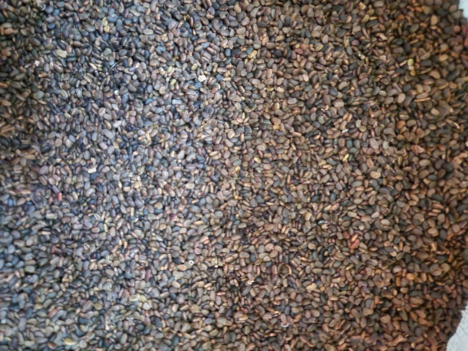 Vând Semințe de Salcâm