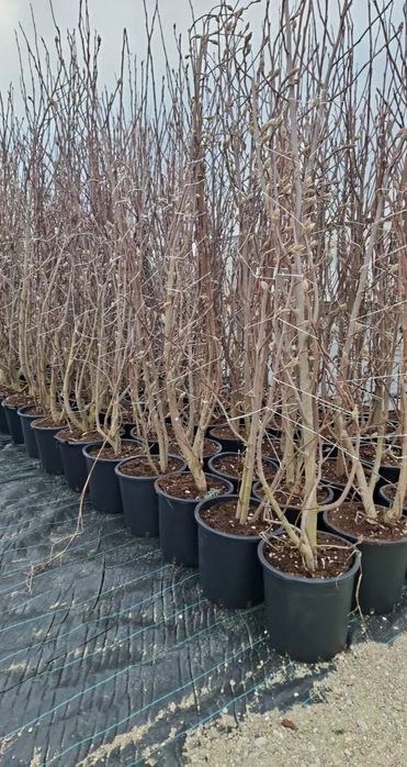 Vând plante ornamentale la preț de producător