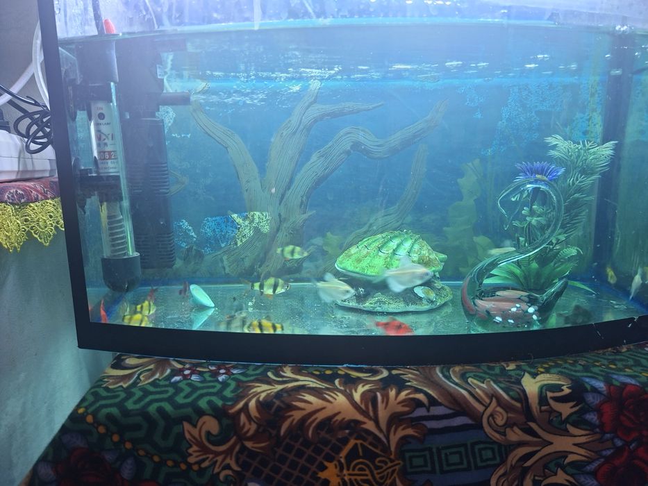 Assalomu alekum Akvarn sotiladi