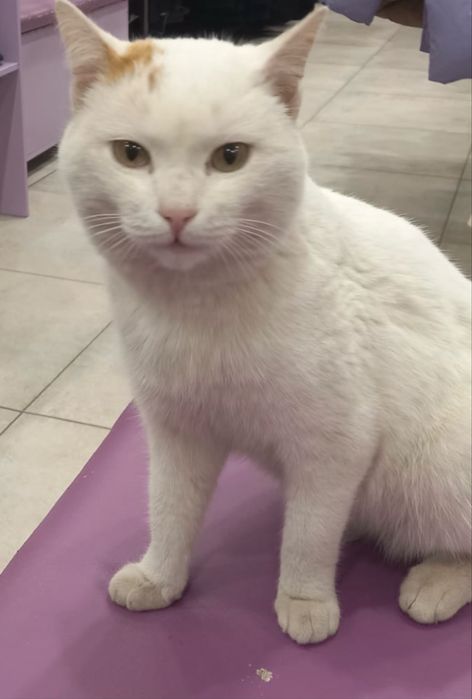 Отдам котика в добрые руки