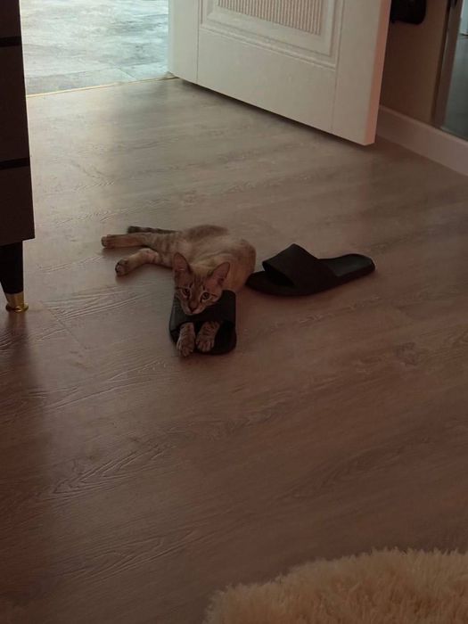 Котенок Тайский Тобби Поинт