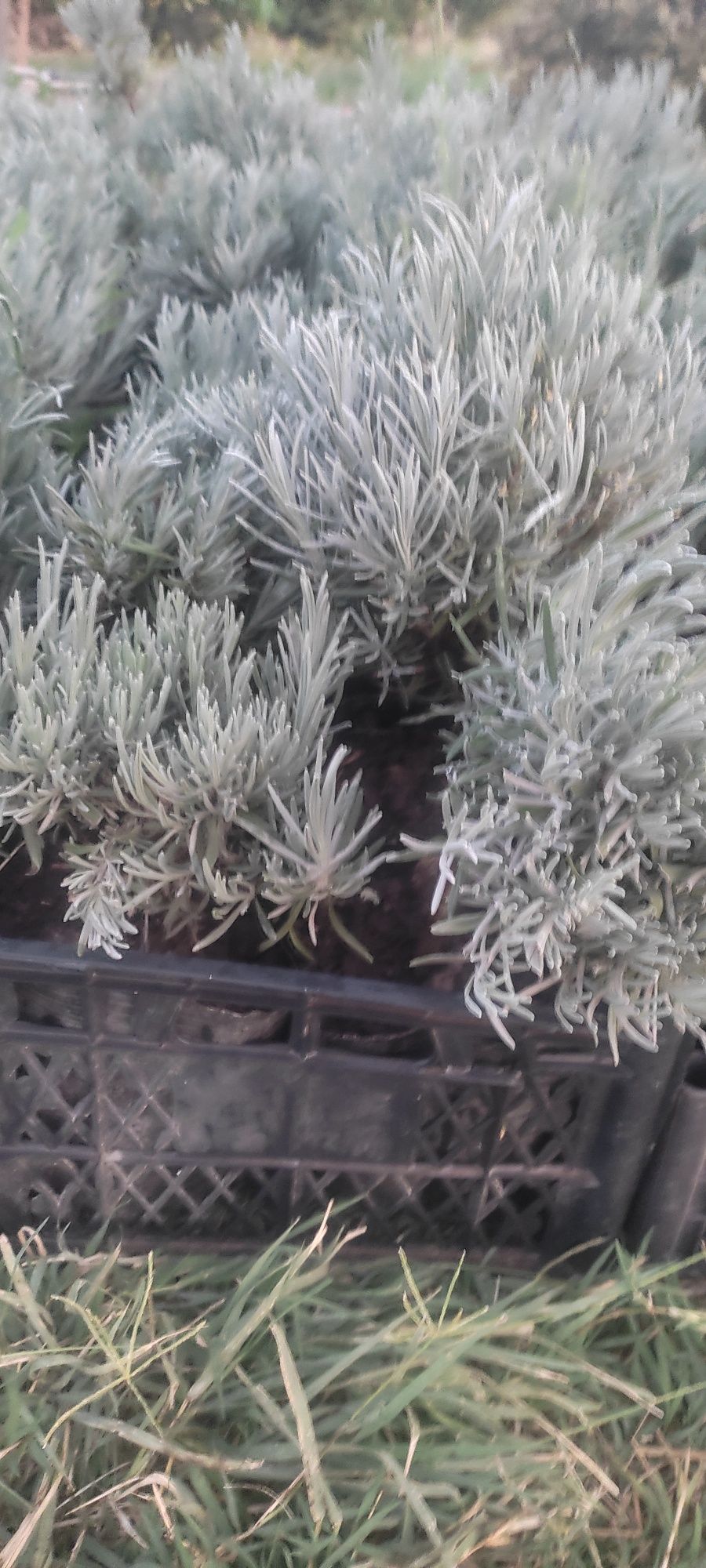 Lavanda angustifolia Лаванда