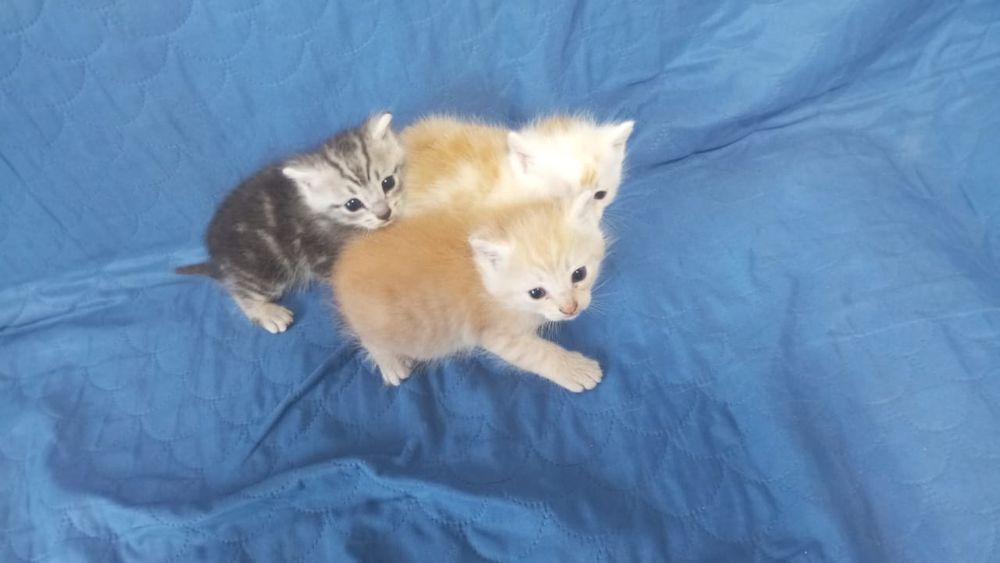 Отдам БЕСПЛАТНО котят в хорошие руки