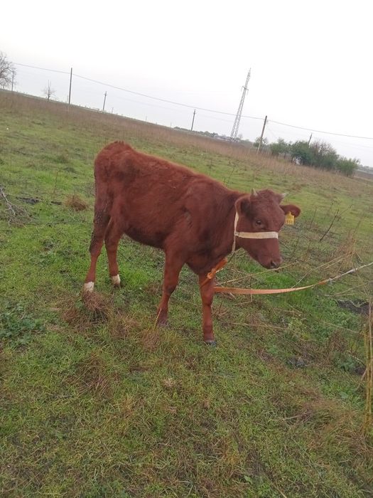 Vand junica varsta 8 luni