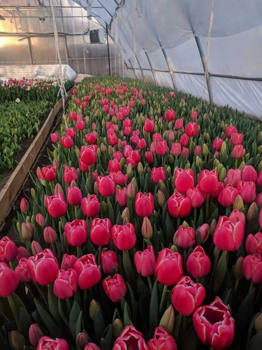 Тюльпаны оптом АСТАНА из теплицы