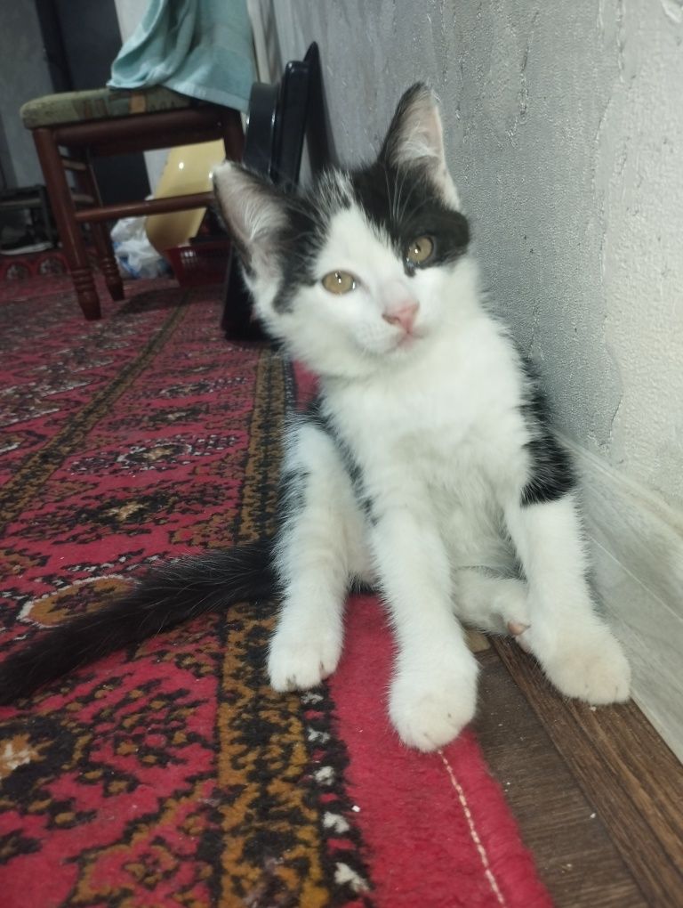 Muwuk hadyaga beriladi urganchdan
