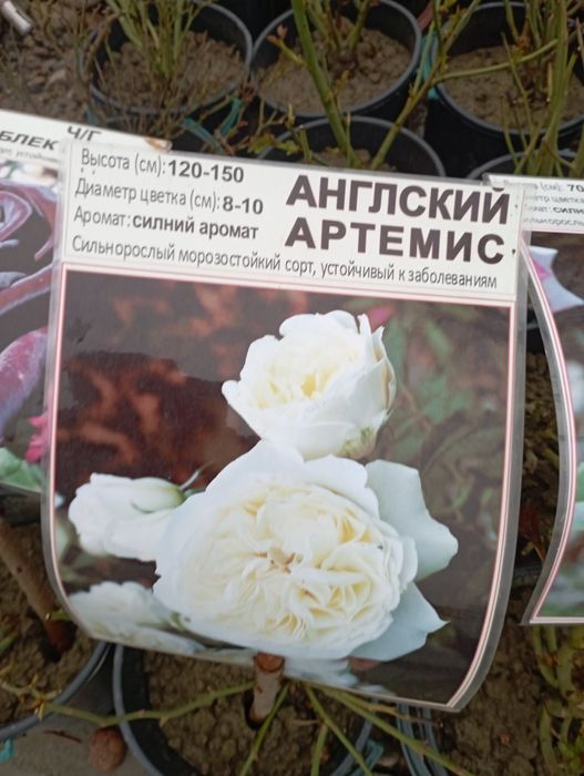 Gullar ekish xizmati