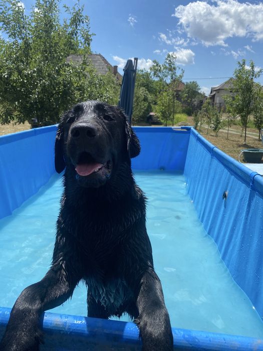 Donez Mascul Labrador Retriever negru!