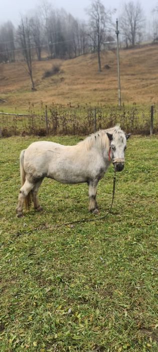Ponei de vanzare,femela 3 ani blanda