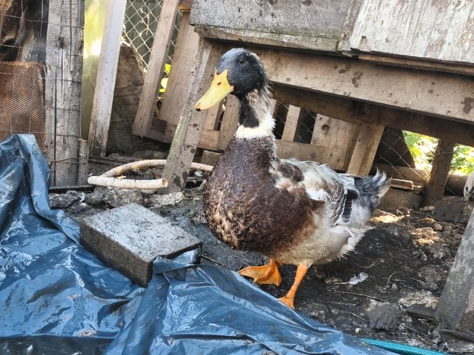 Vanda rața si gaște de casa