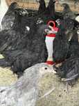 Pui Australorp Wiandotte Phionix Marans Araucan