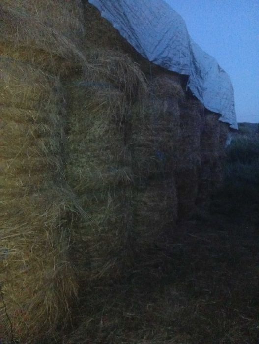 Baloți lucerna  rotunzi