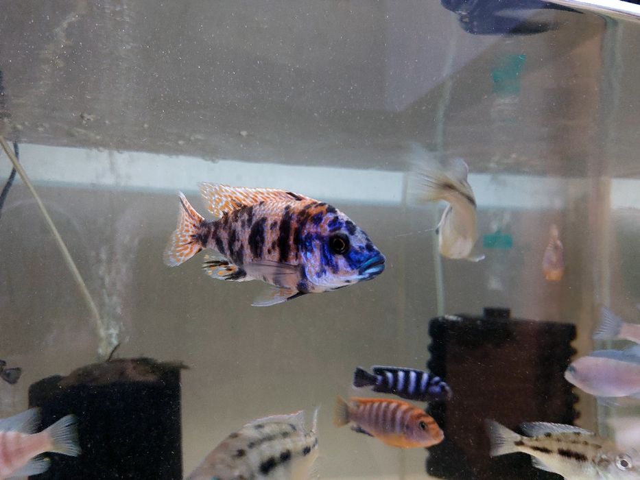 Pesti acvariu - Ciclide Africane