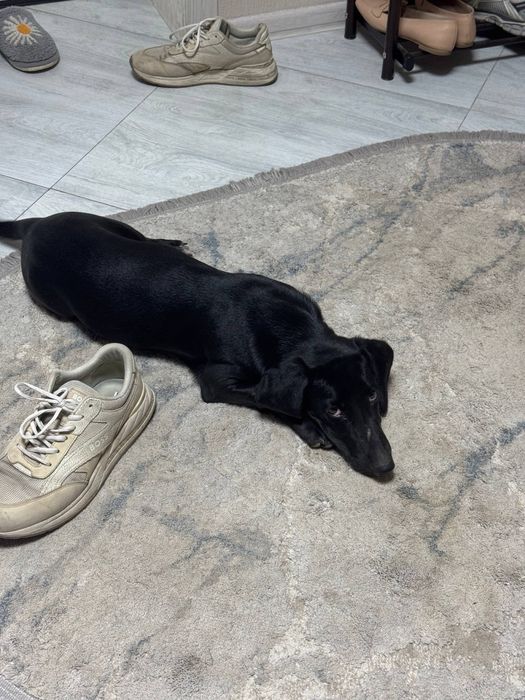 Отдам собачку (6 месяцев) породы такса в добрые руки