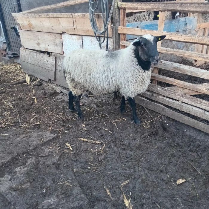 Vind berbec bun de reproductie