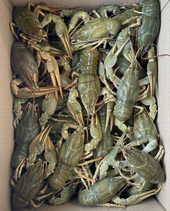 Крабы,клешни краба,акция 2+1, раки