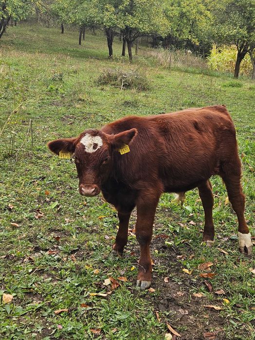 Vaci de vanzare angus,BR