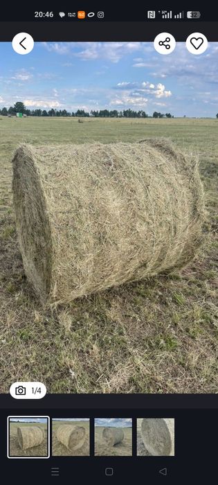 Сено в рулонах 200 - 230 кг