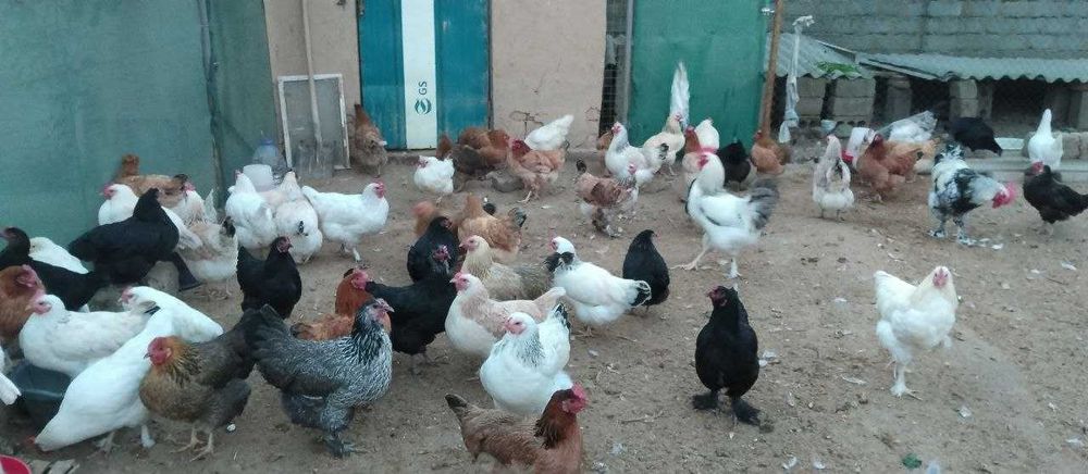 Хонаки товуклар ва хорозлар